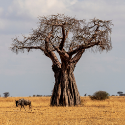 Large Tree on Tarangire National Park